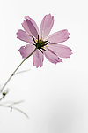 格桑花