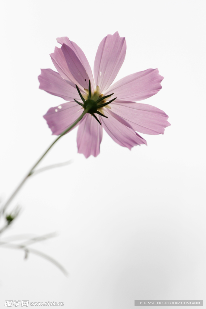 格桑花