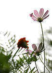 格桑花