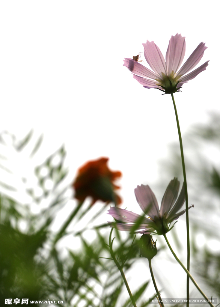 格桑花