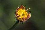 小黄花