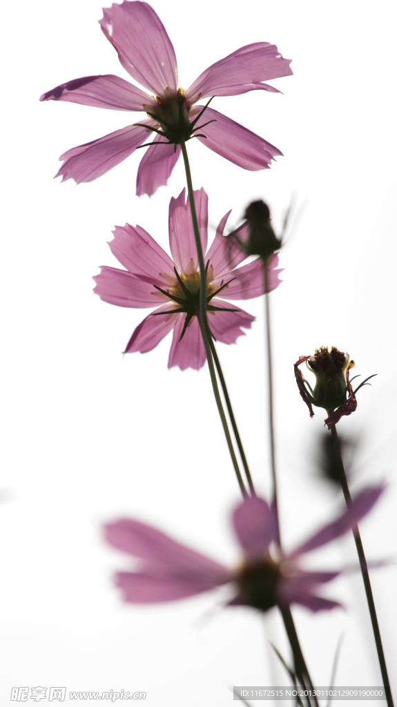 格桑花