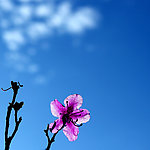 红花