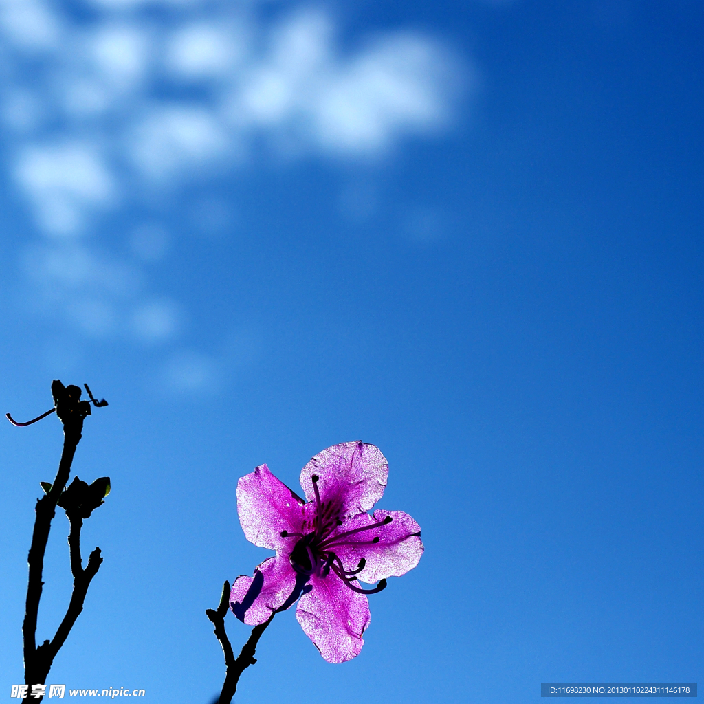 红花