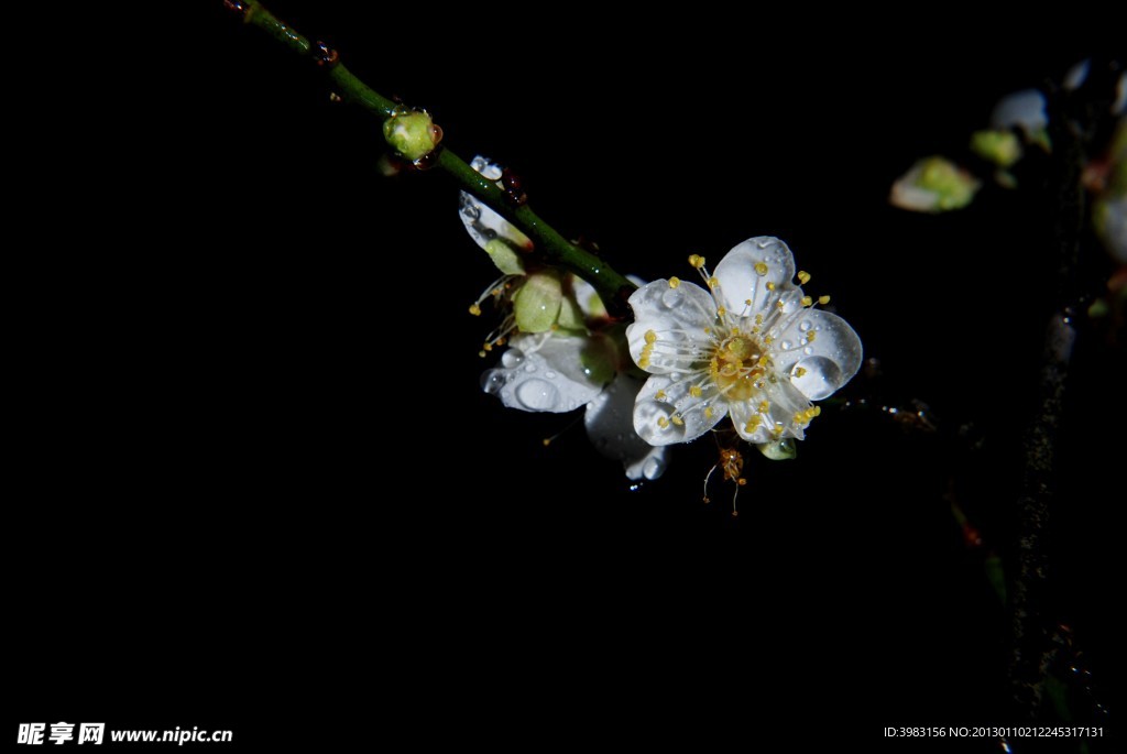 一缕梅香 梅花香自苦寒来