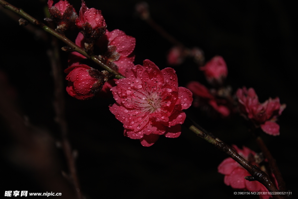 桃花朵朵开