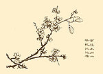 芥子园画谱 梅花