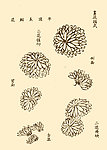 芥子园画谱 菊花