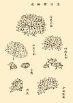 芥子园画谱