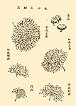 芥子园画谱