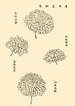 芥子园画谱