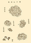芥子园画谱 菊花