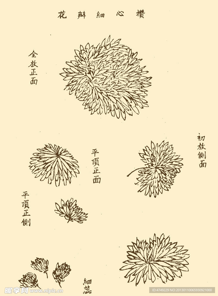 芥子园画谱 菊花