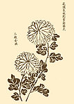 芥子园画谱 菊花
