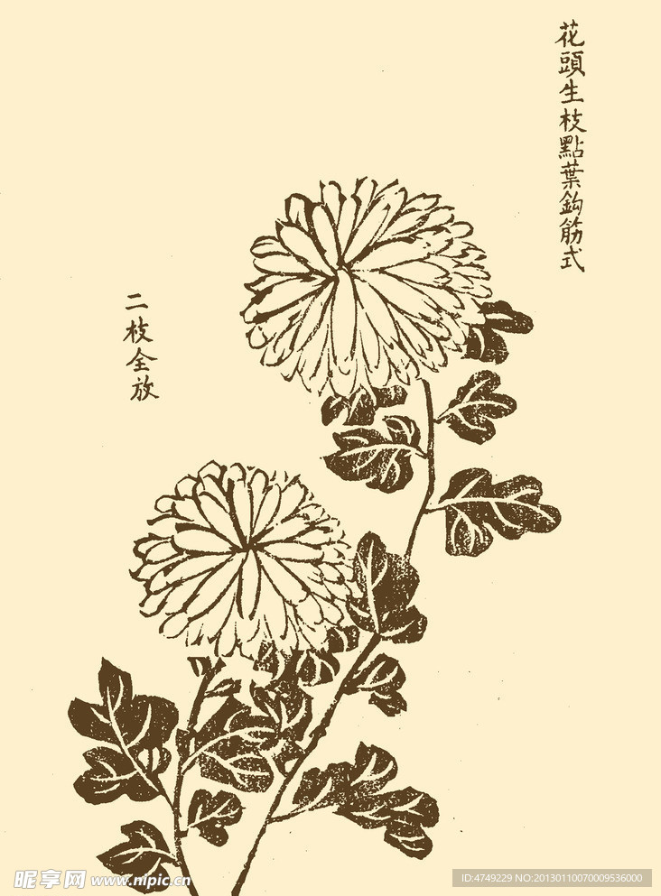 芥子园画谱 菊花