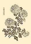 芥子园画谱 菊花