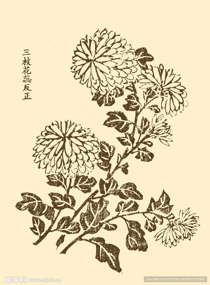 芥子园画谱 菊花