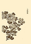 芥子园画谱 菊花
