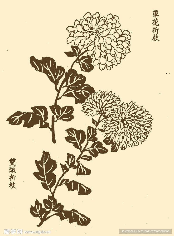 芥子园画谱 菊花