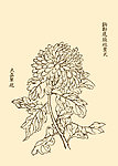 芥子园画谱 菊花
