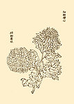 芥子园画谱 菊花