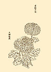 芥子园画谱 菊花