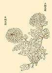 芥子园画谱 菊花