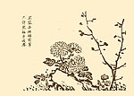 芥子园画谱 菊花