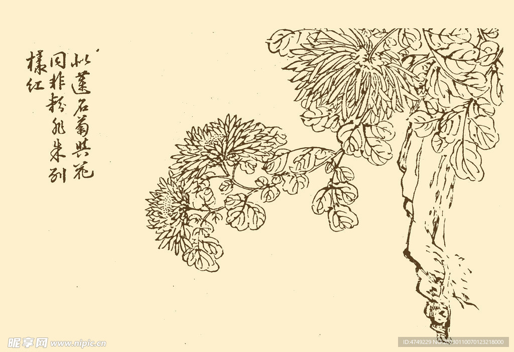 芥子园画谱 菊花