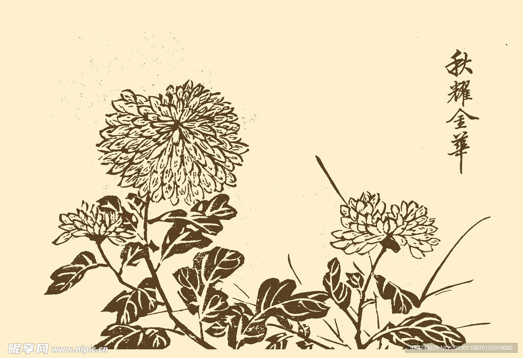 芥子园画谱 菊花