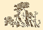 芥子园画谱 菊花