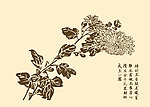 芥子园画谱 菊花