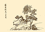 芥子园画谱 菊花