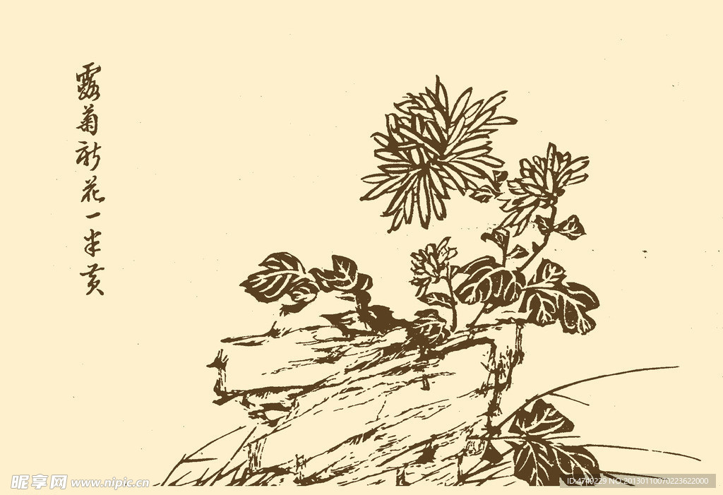 芥子园画谱 菊花