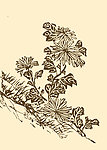 芥子园画谱 菊花