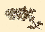 芥子园画谱 菊花