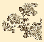 芥子园画谱 菊花