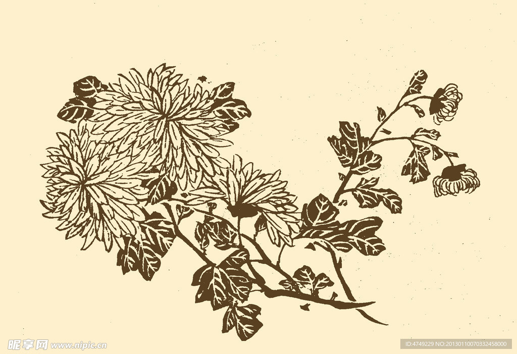 芥子园画谱 菊花