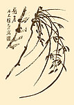 芥子园画谱 兰花