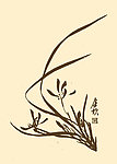 芥子园画谱 兰花