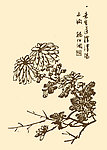 芥子园画谱 菊花