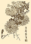 芥子园画谱 菊花