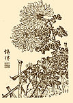 芥子园画谱 菊花