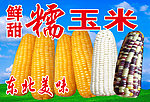玉米 糯玉米