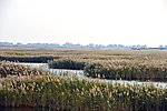 湿地风光