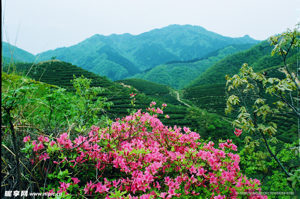 茶山