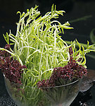 松柳芽