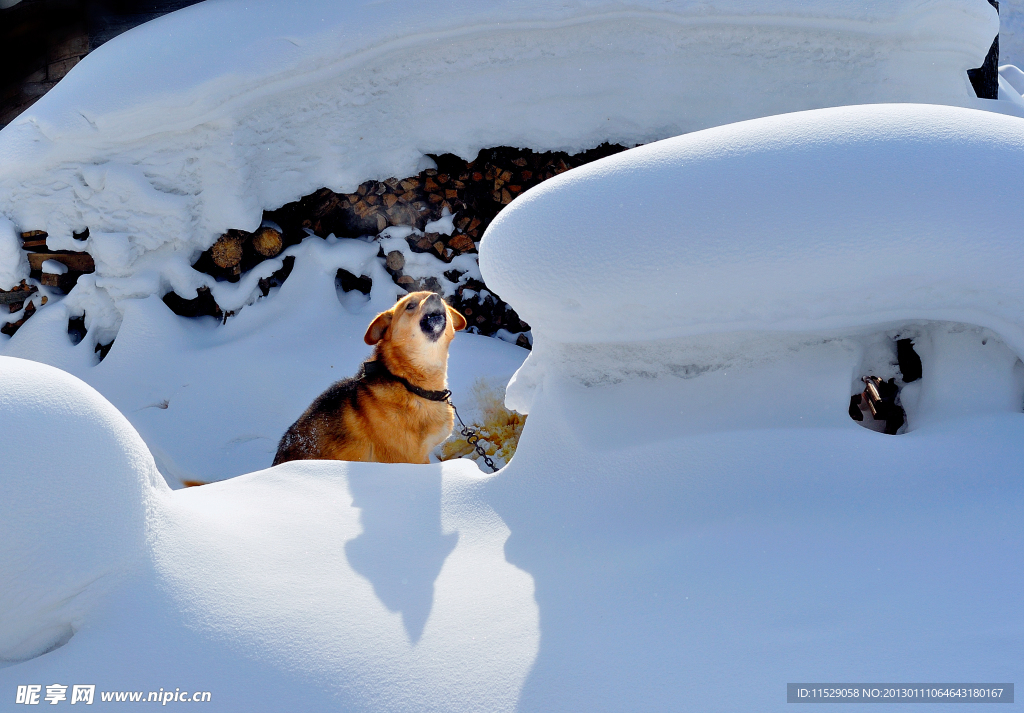 雪狗