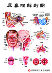耳鼻喉 解剖 结构