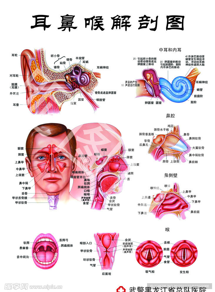 耳鼻喉 解剖 结构